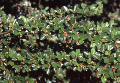 Leaves of Spreading Cotoneaster